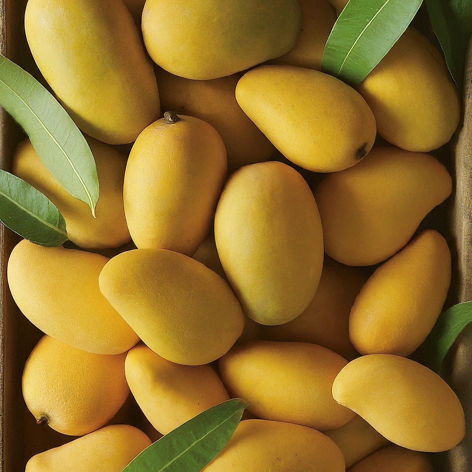 Fresh Indian Mangoes